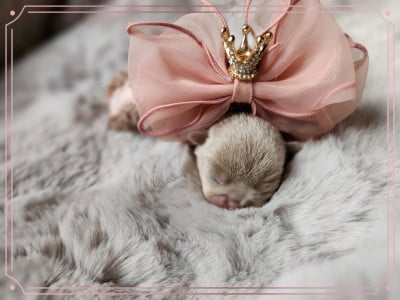 Les chiots de Chihuahua