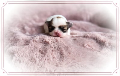 Les chiots de Chihuahua