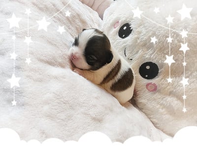 Les chiots de Chihuahua