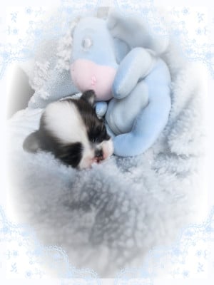 Les chiots de Chihuahua