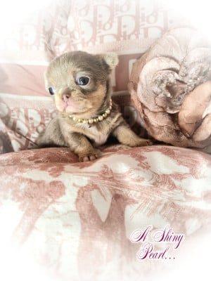 Les chiots de Chihuahua