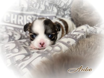 Les chiots de Chihuahua