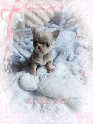 Les chiots de Chihuahua