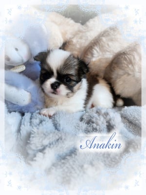 Les chiots de Chihuahua