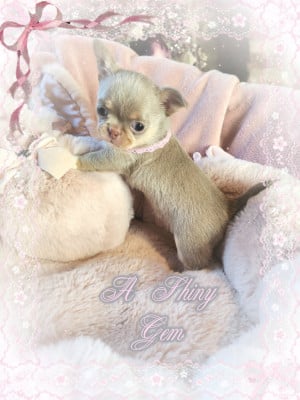 Les chiots de Chihuahua