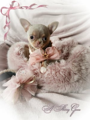 Les chiots de Chihuahua