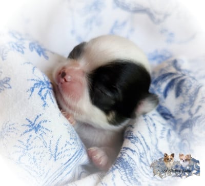 Les chiots de Chihuahua