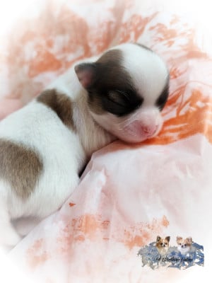 Les chiots de Chihuahua