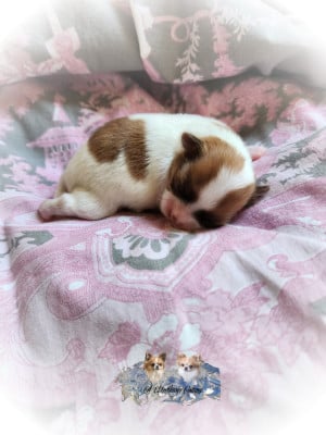Les chiots de Chihuahua