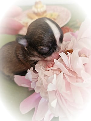 Les chiots de Chihuahua