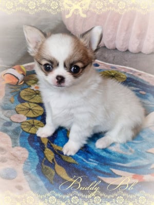 Les chiots de Chihuahua