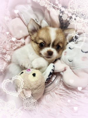 Les chiots de Chihuahua