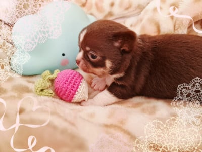 Be my Pepito - Chihuahua