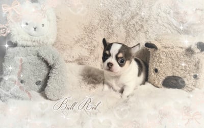 Les chiots de Chihuahua