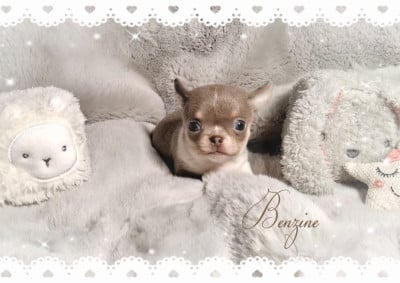 Les chiots de Chihuahua