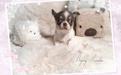 Les chiots de Chihuahua