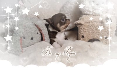 Les chiots de Chihuahua