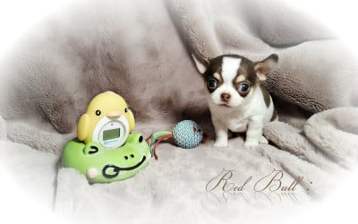 Les chiots de Chihuahua