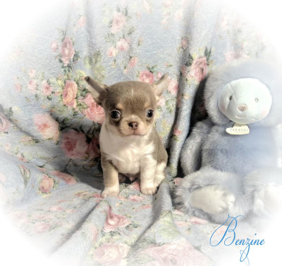 Les chiots de Chihuahua