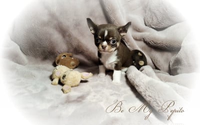 Les chiots de Chihuahua