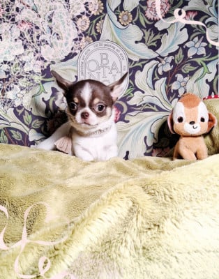 Les chiots de Chihuahua