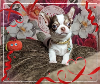 Les chiots de Chihuahua