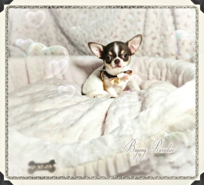 Les chiots de Chihuahua