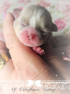 Les chiots de Chihuahua