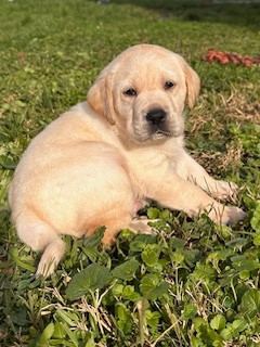 Les chiots de Labrador Retriever