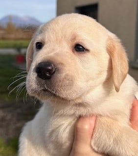 Les chiots de Labrador Retriever