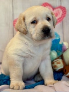 Les chiots de Labrador Retriever