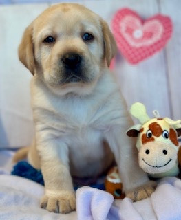 Les chiots de Labrador Retriever