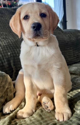 Les chiots de Labrador Retriever