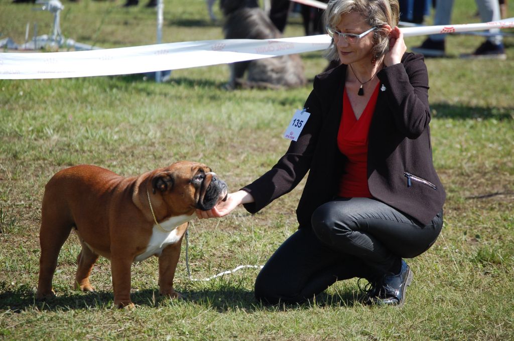 Bull's of Normandy Lara-croft - 1er excellent