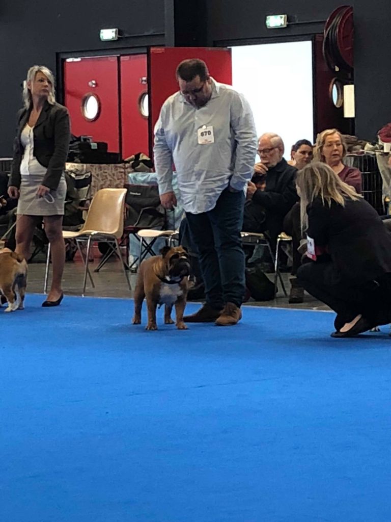 Bull's of Normandy Lara-croft - excellent non classé / classe ouverte femelle