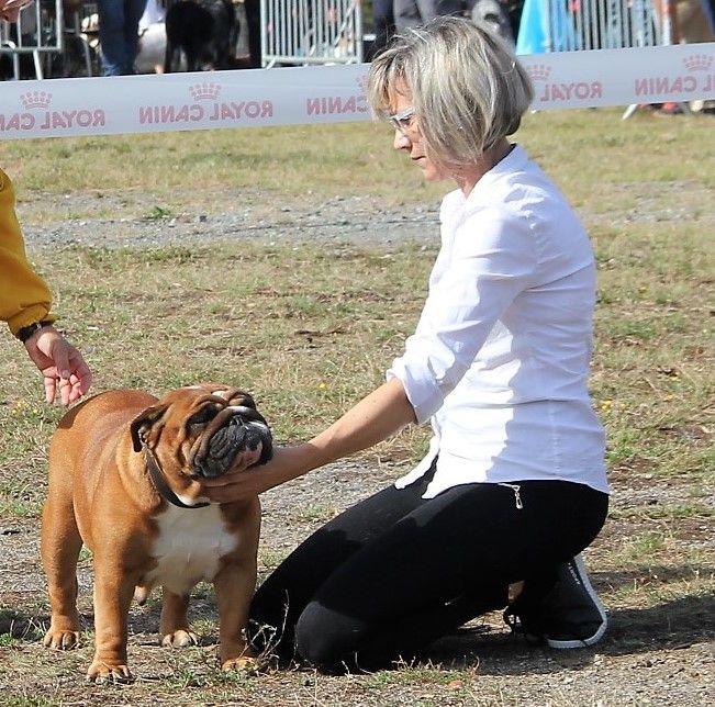 Bull's of Normandy Lara-croft - 2eme excellent / classe ouverte femelle