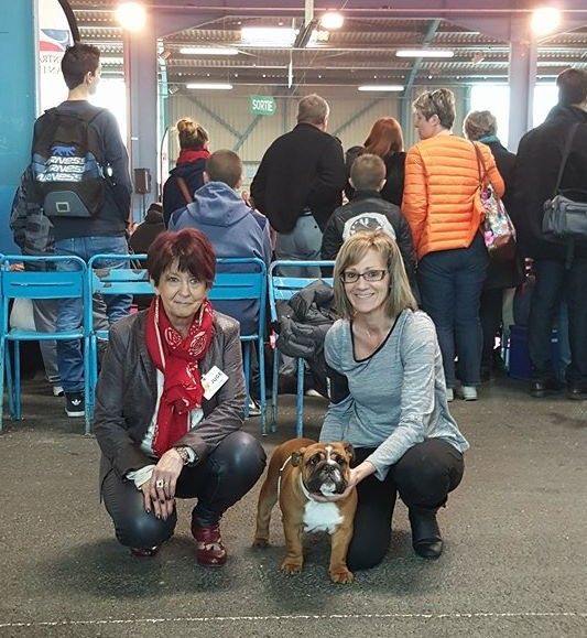 Bull's of Normandy Lara-croft - très prometteur / best baby