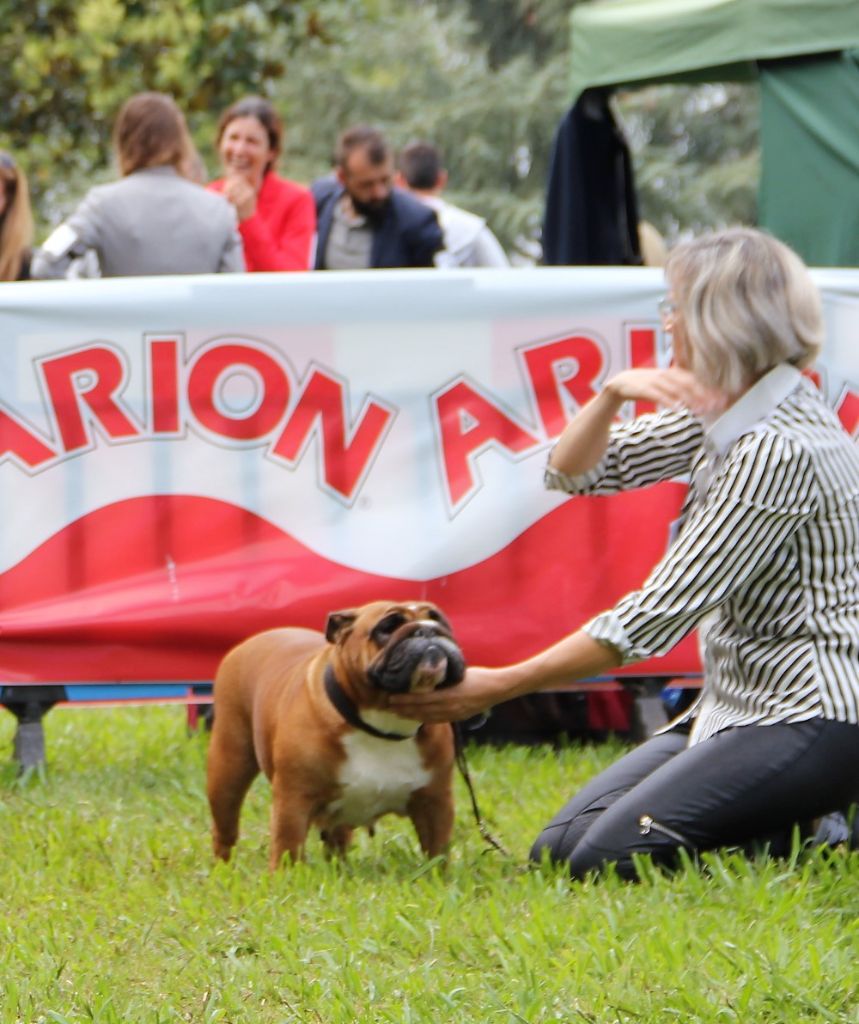 Bull's of Normandy Lara-croft - 1ere excellent / classe ouverte