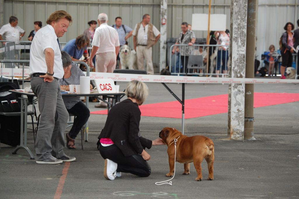 Bull's of Normandy Lara-croft - 2eme excellent / classe intermediaire