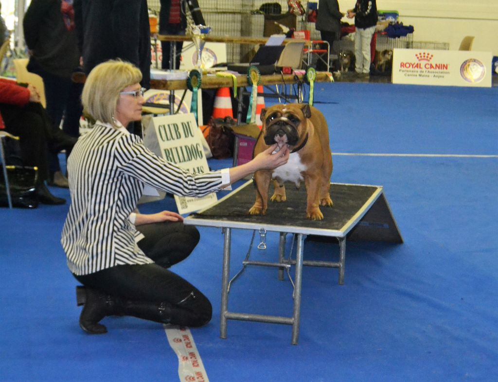 Bull's of Normandy Lara-croft - classe ouverte femelle / excellent