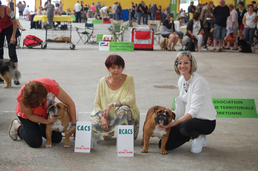 Bull's of Normandy Lara-croft - 2eme excellent / rcacs / classe intermediaire