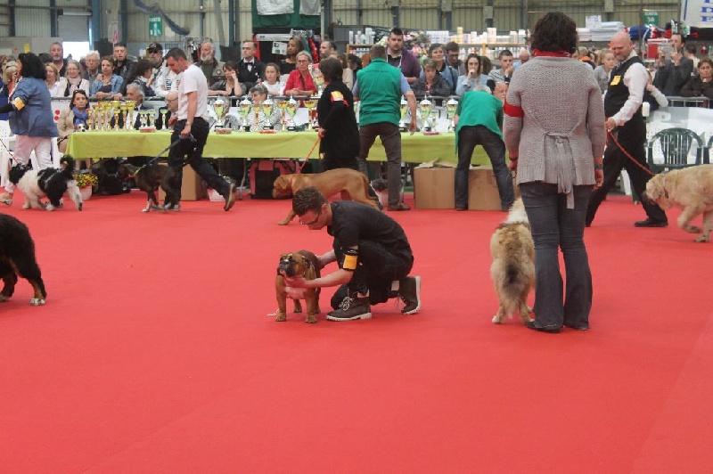 Bull's of Normandy Lara-croft - très prometteur, best baby