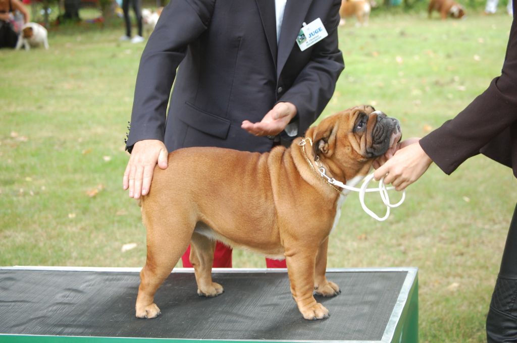 Bull's of Normandy Lara-croft - excellent classe intermediaire