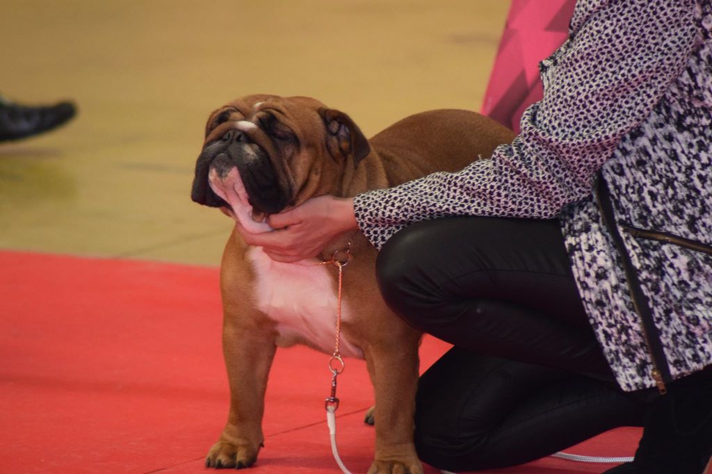 Bull's of Normandy Lara-croft - 2eme excellent classe intermediaire