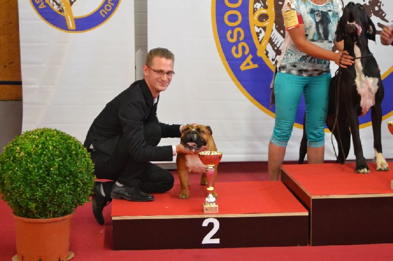 Bull's of Normandy Lara-croft - 1er excellent / classe jeune, meilleur jeune / sexe opposé /2eme ring d honneur