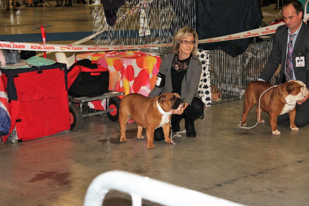 Bull's of Normandy Lara-croft - 3eme excellent/ classe jeune