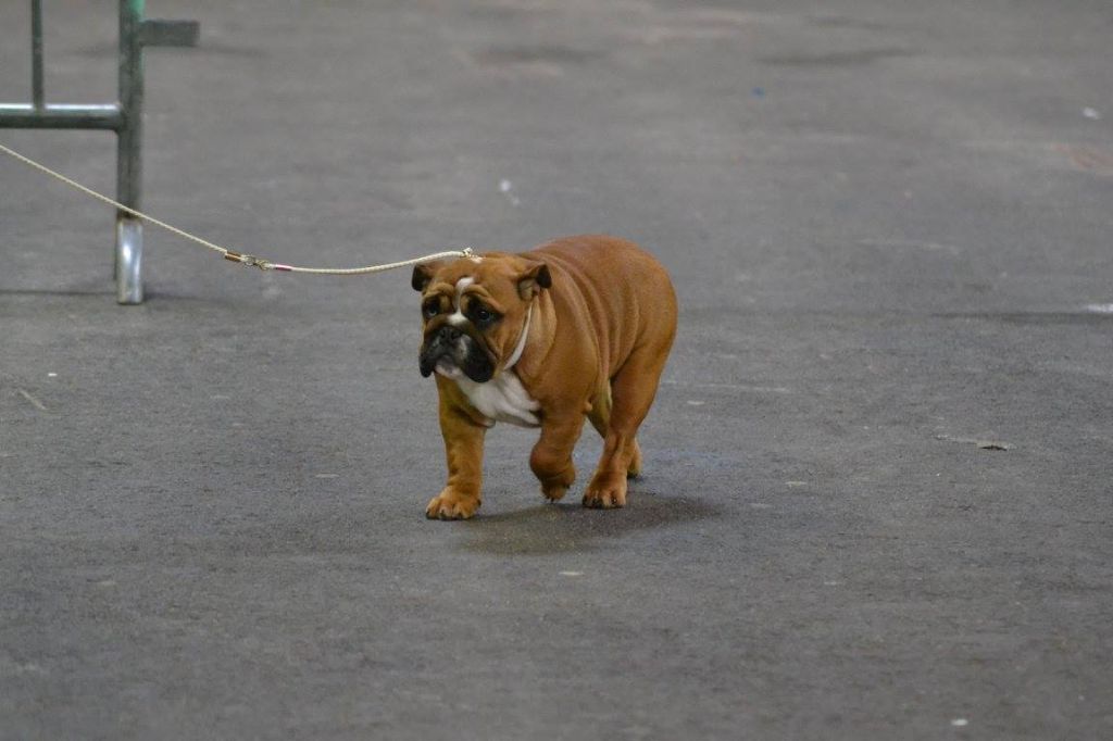 Bull's of Normandy Lara-croft - très prometteur, best baby
