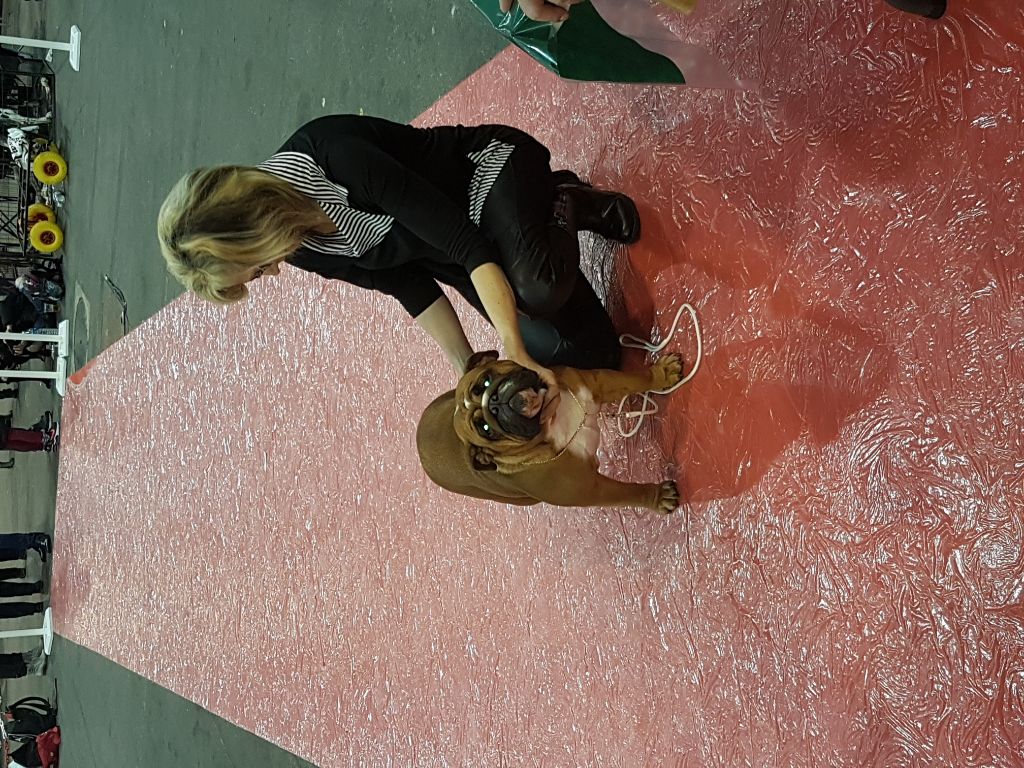 Bull's of Normandy Lara-croft - 3eme TB /classe jeune