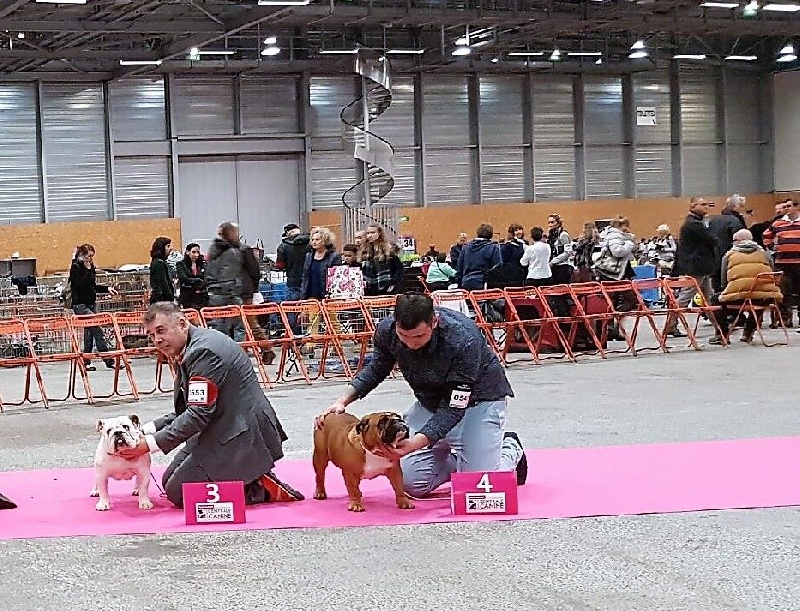 Bull's of Normandy Lara-croft - 4eme excellent / classe jeune