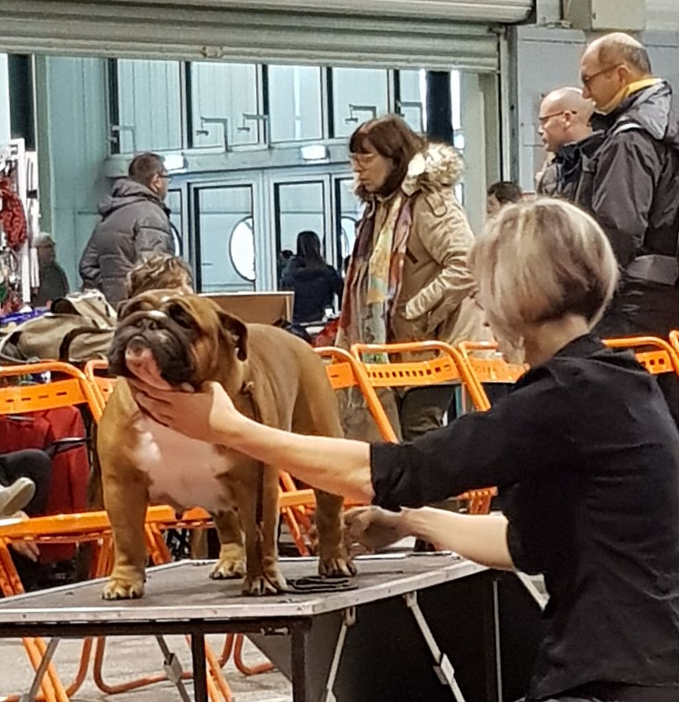 Bull's of Normandy Lara-croft - excellent non classé / classe ouverte femelle